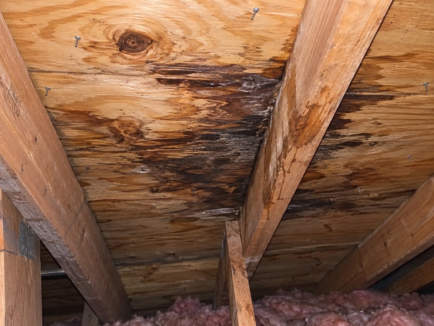 Dark water staining and rot on attic roof decking in Edinburg, Texas seen from inside the attic