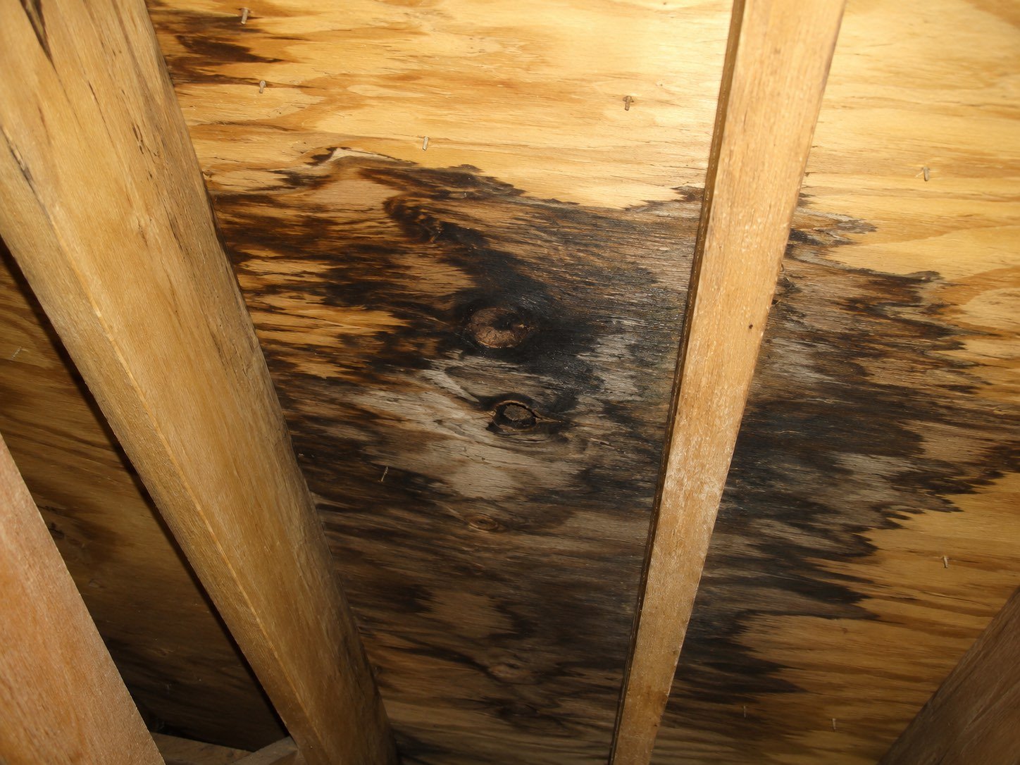 Water-damaged attic roof decking in McAllen, Texas with dark staining spreading around a rafter
